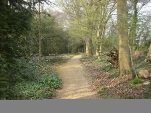 Path covered in sandy gravel winding through open woodland, with plants and shrubs growing on each side of the path.