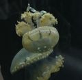 Jellyfish7.JPG