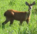 Marsh deer