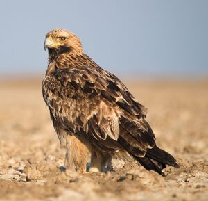 Eastern Imperial Eagle cr.jpg