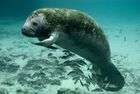 Endangered Florida manatee (Trichechus manatus) (7636814558).jpg