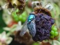 Fliege auf einer vertrockneten Brombeere