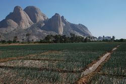 Kassala onion Totil.jpg