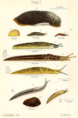 Slugs 1896.jpg