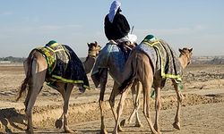 إبل في صحراء مدينة السلع.