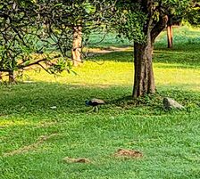 Peacock at Leisure Valley, Chandigarh