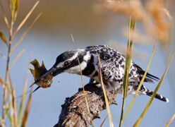 Pied kingfisher killing a fish