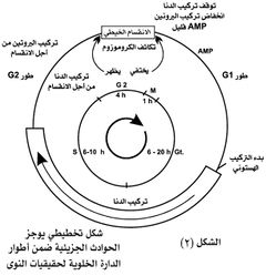شكل تخطيطي يوجز الحوادث الجزيئية ضمن أطوار الدارة الخلوية لحقيقيات النوى.jpg
