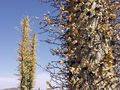 Boojum tree 02.jpg