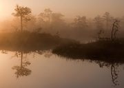 There are approximately 2،549 متر كيلومربع (984 sq mi) of mires in Estonia which cover 5.6% of the territory.[235]