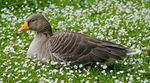 Greylag Goose in St James's Park, London - May 2006.jpg