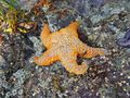 An ochre star in Bamfield, كندا