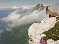 ماعز جبلي في مرتفعات ولاية تيزي وزو