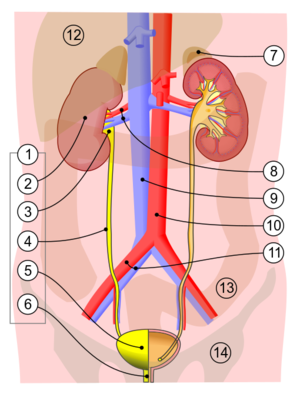 Urinary system.svg