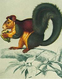 السنجاب الهندي الضخم.jpg