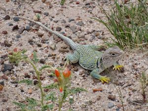 A green lizard with yellow feet rests on a bed of sand and gravel.