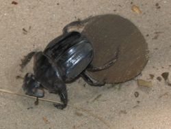 Dungbeetle.jpg