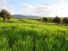 سهول في ولاية الطارف شرق البلاد