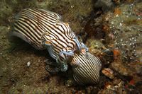 Striped Pyjama squid mating under Edithburgh jetty