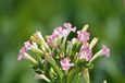 Tobacco flowers of tobacco plant in Rolesville, North Carolina, USA.