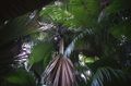 The coco-de-mer palm, Valle de Mai, Praslin