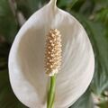 Spathiphyllum wallisii (Family Araceae) - spadix and spathe I.jpg