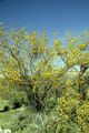 Acacia constricta