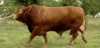 Red Brangus Bull.png