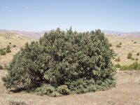 Single-leaf pinyon 1.jpg