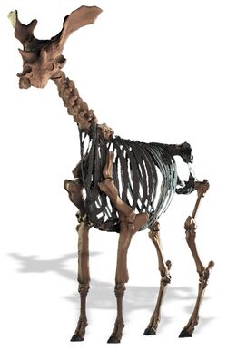 Sivatherium giganteum skeleton.jpg