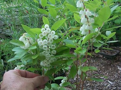 Zenobia pulverulenta 1.jpg