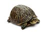 Florida Box Turtle Digon3.jpg
