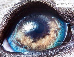 عيون حيوان2.jpg