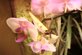 Flower Mantis lures its insect prey by mimicking a Phalaenopsis orchid blossom