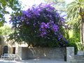 a giant Bougainvillea in the Jardin de Baudouvin, in La Valette-du-Var, Provence (France)