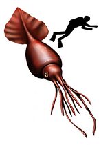 Colossal squid, largest of all invertebrates[63]