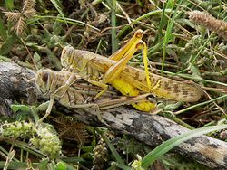 Copulating desert locust pair.jpg