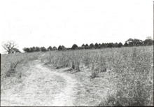 صورة فوتوغرافية لفاشودة من تشارلز گابرييل سليگمان.