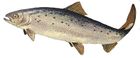 Salmo salar GLERL 1.jpg