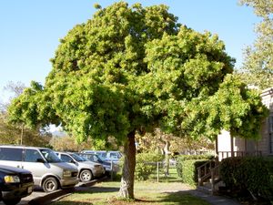 Brazilian pepper tree.jpg