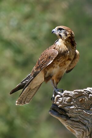 Brown-Falcon,-Vic,-3.1.2008.jpg