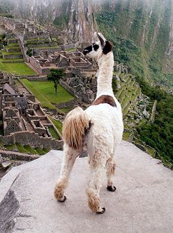 Llama, peru, machu picchu.jpg