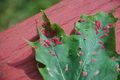 Gall on a Maple leaf
