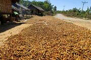 Drying turmeric rhizomes