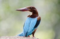 White-throated kingfisher BNC.jpg