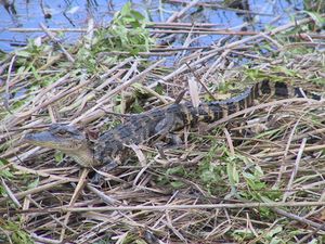 A baby Chinese alligator on a mass of vegetation in a body of water