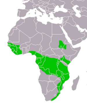Stephanoaetus coronatus distribution map small 2.png