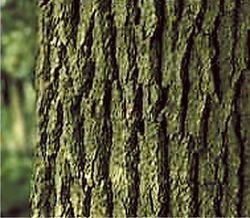 د ـ قلف الشجرة البالغة.jpg