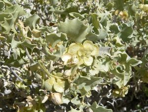 Atriplex hymenelytra bracts.jpg