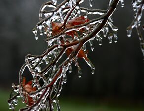 Ice on deciduous tree after freezing rain